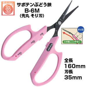 yŒZz Ԃǂ T{e  n NO.B-6MyT{e Ԃǂ ͂ E [ n ڐt y sNF tbfR[g ېn n ʎH Ռz Ԃǂ_ 