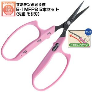 (łI)(5{Zbg) Ԃǂ T{e n nh NO.B-1MFPByT{e Ԃǂ͂ Ԃǂ ͂ E [n ڐt nh ʎH sNF XeX 