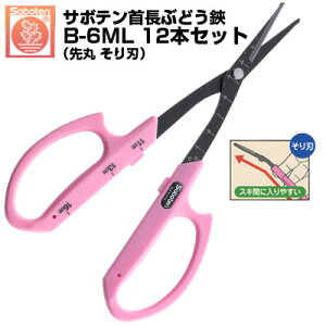 (łI)(12{Zbg) Ԃǂ T{e 񒷐ۂn NO.B-6MLyT{e 񒷂Ԃǂ͂ n E [ ڐt sNF XeX tbfR[g ېn On 