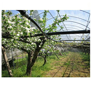 Z_Ǝ ~XgG[X20 ʎ 02 100m ʐEEpnK[cݒu `[u 󐅃`[u