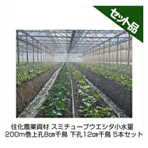 楽天市場】スミチューブ イチゴの通販