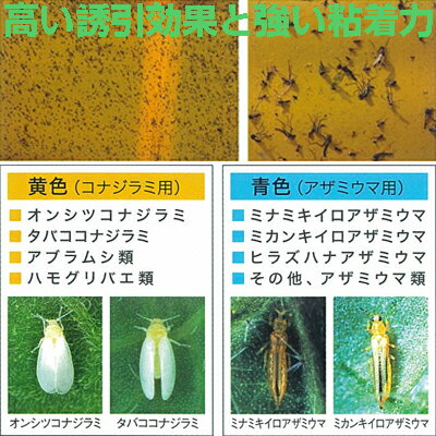 楽天市場 誘引 粘着板 ホリバーイエロー 10枚 害虫モニタリング 害虫全般 コナジラミ アブラムシ ハモグリバエ アザミウマ アグリズ楽天市場店 楽天市場 誘引 粘着板 ホリバーイエロー 10枚 害虫モニタリング 害虫全般 コナジラミ アブラムシ ハモグリバエ アザミウマ アグリズ楽天市場店