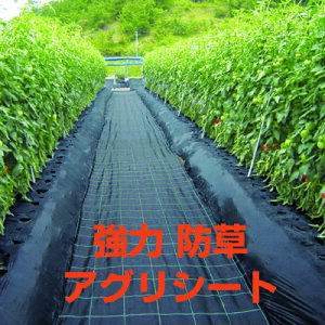 lOK hV[g 1.5m {ChNX ̓AOV[g BB2218 1.5m X 100m  ubN 1{ 150cm _Ǝ K\[[ zd