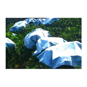 {ChNX JLcEʃV[g 10 3m X 3m BW2415 o[Vu ݂ k 㕔 ʑi