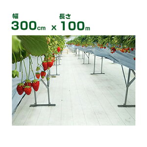 lzOK hV[g 3m 򐻖 ˖hV[g V[g sJ 300cm X 100m i^^~j ˗ i ʎFt ՔM n㏸} C`S g}g S  uhE 