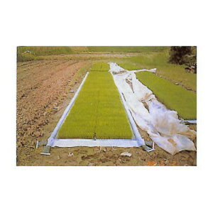 タキロンシーアイ 育苗プールシート Aタイプ 0.1mm X 160cm X 10m 2枚入 (育苗箱120箱) ぷーるっこ 水稲 農業資材