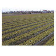 辻野プラスチックス 生分解性 黒マルチ ビオトップ 0.018mm×95cm×200m 5本入 農業資材 生分解性マルチ …