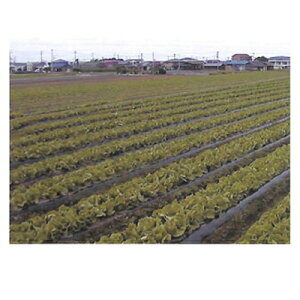 ҖvX`bNX }` 0.03mm×120cm×100m 5{