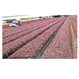 辻野プラスチックス 透明農ポリ 0.1mm×270cm×100m 1本入