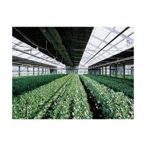 �l��z��OK ��� �g�[�J�� �z���C�g�V���o�[ ����0.08mm ��460cm 100m��