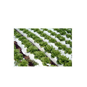 J C^j ؉p o[X}`  0.02mm X 95cm X 50m n} ƒ؉ ď͔̍|