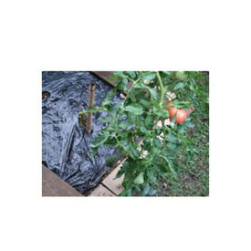 岩谷 イワタニ 菜園用 黒マルチ 0.02mm×95cm×50m 農業資材 園芸用品 家庭菜園