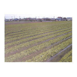 0m 黒マルチの通販 価格比較 価格 Com