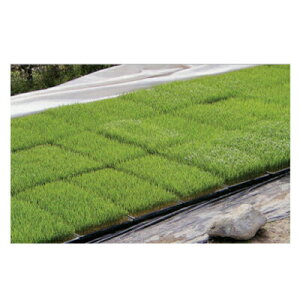 JX���� �s�D�z �����t �i���z�j ���؂� ��c���~�p 1.4m X 50m 10�{�� 140cm �y����s�z