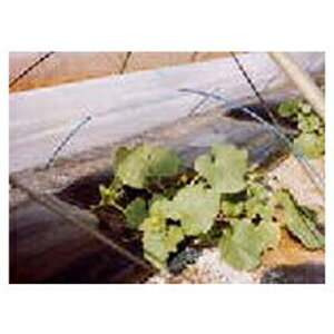 ҁi񂢁j glEcp sDz E01025 }G[X 135cm X 100m ysz