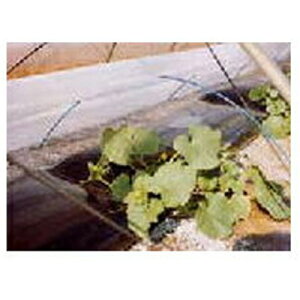 ҁi񂢁j glEcp sDz E01025 }G[X 135cm×100m 3{ysz