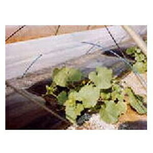 �����ҁi���������񂢁j �g���l�� ��c�p �s�D�z E01025 �}���G�[�X 210cm X 100m �y����s�z