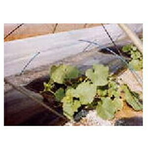 ҁi񂢁j glEcp sDz E05030 }G[X 210cm×100m 3{ysz