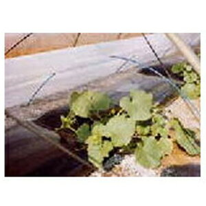  i񂢁j gl cp sDz E05030 }G[X 90cm X 100m 3{ ysz