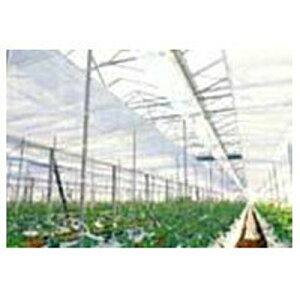 ҁi񂢁j J[ep sDz E05050 }G[X 100cm×100m 3{ysz