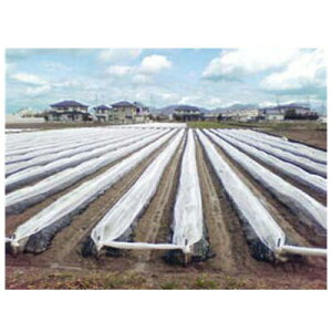 ҁi񂢁j ׂp sDz eNeNlI 210cm×200mysz