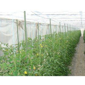 j`J J[ep sDz 60557FHZ uV[ǧ 240cm×100m 2{