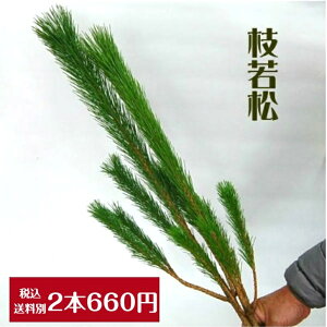 }t }ᏼ 2{  痼 ~ tOȂ }tԑfނ3.980~ȏ̂wő