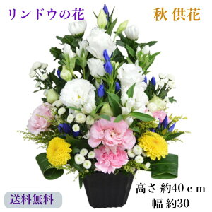   AWg  AW  t[AW 蕨 @          l\ @v   O  Ђ܂