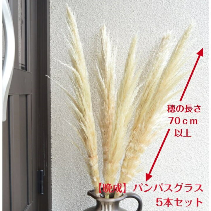 楽天市場 花 ドライフラワー パンパスグラスパンパス5本セット 送料無料 同梱不可 花工房あぐり