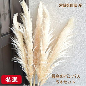 特選ドライ パンパスグラス最高のパンパス5本セット 送料無料 他の商品の同梱不可