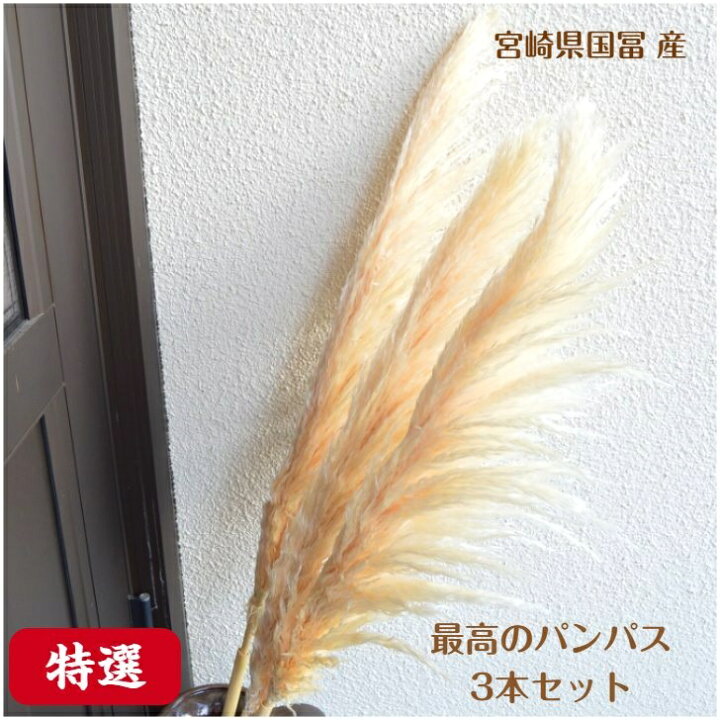 楽天市場 特選ドライ パンパスグラスパンパス3本セット 送料無料 同梱不可 花工房あぐり
