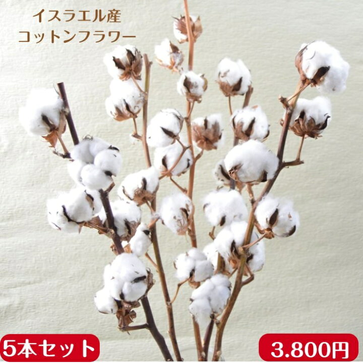 楽天市場 ドライフラワー 綿の木 コットンフラワー 5本束送料無料 あす楽対応 花工房あぐり