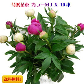 楽天市場 芍薬 花束の通販 楽天市場 芍薬 花束の通販
