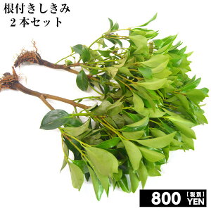 生花 シキミの人気商品 通販 価格比較 価格 Com