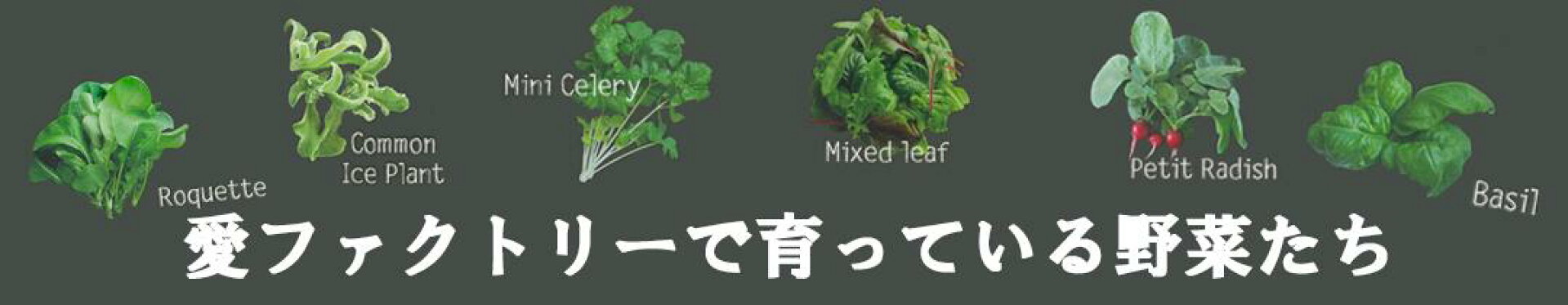 愛ファクトリー野菜