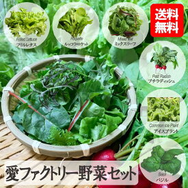 野菜セット 新鮮 全天候閉鎖型 鳥取県産 健康 栄養豊富 清潔 美味しい ミネラル 食物繊維 低カロリー サステナブル 愛ファクトリー AF IDグループ ミックスリーフ グリーンウェーブ アイスプラント ミニセロリ ディッシュ バジル 青谷クリスタル