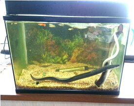 楽天市場 ウナギ 熱帯魚 アクアリウム ペット ペットグッズ の通販