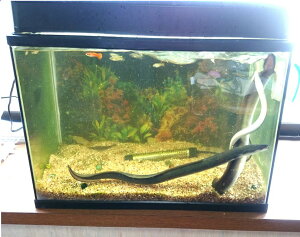 熱帯魚 アクアリウム用品 水槽セット 60の人気商品 通販 価格比較 価格 Com