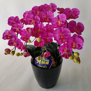 ӒS//3F(ԁj45cm×30cmԁEG}@A[eBtBVt[@A[gt[@tFCN@a@̓@j@j@ԁ@t[@T@t