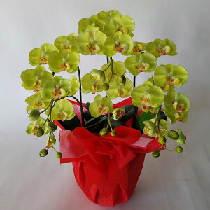 ӒS/O[/3Fiԁj45cm×30cmԁEG}@A[eBtBVt[@A[gt[@tFCN@a@̓@hV̓@z@j@j@bsO