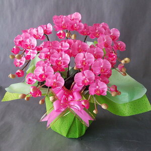 Ӓ-sN S 5F50cm×40cmԁEG}