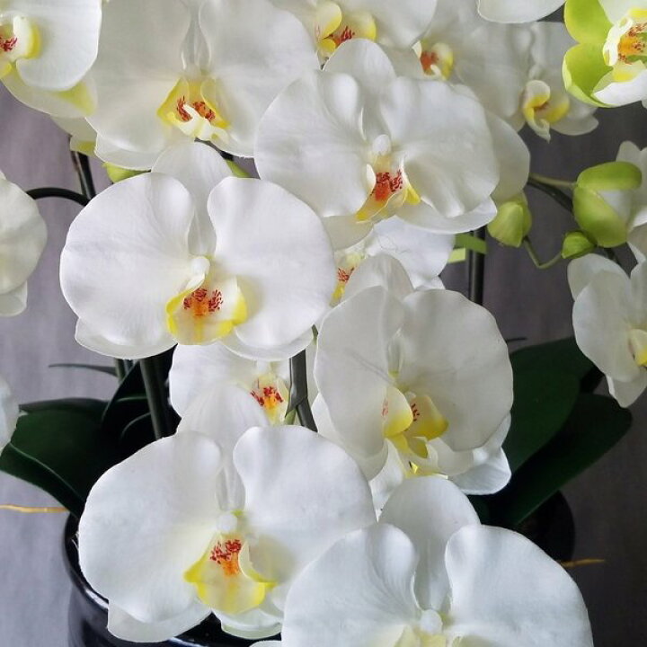 楽天市場】胡蝶蘭L-白黄 10F（造花）高さ100cm×巾90cm光触媒 10本立 