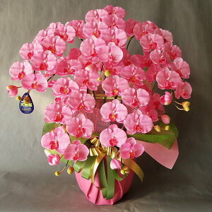 ӒL-sN 5F85cm×60cmԁEG}@A[gt[@A[eBtBVt[@a@j@JXj@ACj@zj@Mtg@v[g@p@D