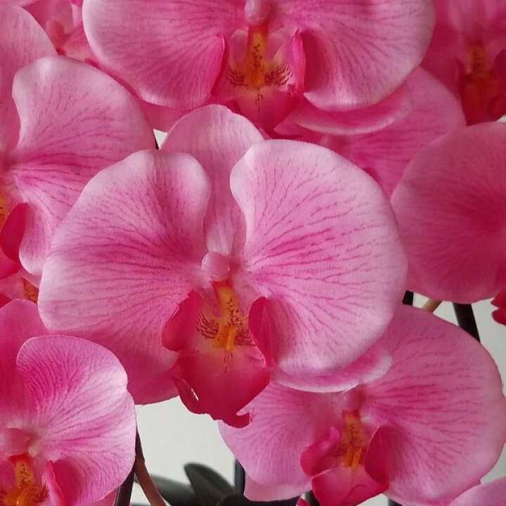 楽天市場】胡蝶蘭L/ピンクロング/5F(造花)高さ80cm×巾50cm造花・光触媒 