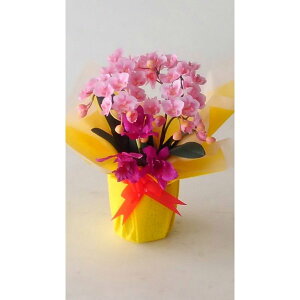 ԃA[eBtBVӒ~jsNSSJgԎAW35cm×25cmԁEG}