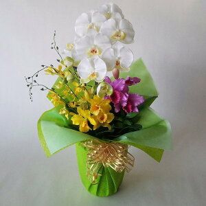 ԃA[eBtBVӒMJgAAWb140cm×25cmԁEG}