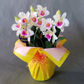 造花アーティフィシャルカトレアSS-白ピンク3株入り　高さ35cm×巾20cm造花・光触媒