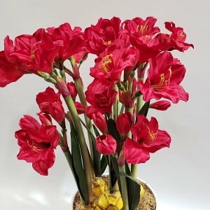 造花アーティフィシャルアマリリス 大輪 -赤高さ80cm×巾45cm造花・光触媒