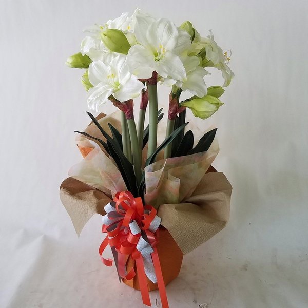 造花アーティフィシャルアマリリスM 大輪 -白高さ80cm×巾50cm造花・光触媒
