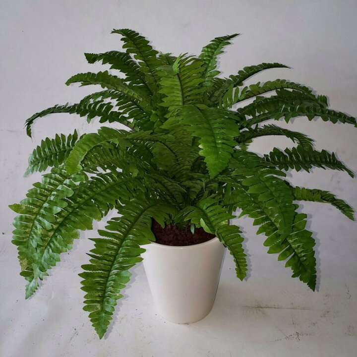 楽天市場】ツデ―造花観葉植物 高45×巾50cm 光触媒コーティング ギフト 